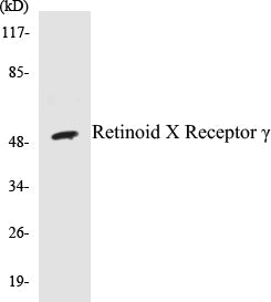Retinoid X Receptor gamma Colorimetric Cell-Based ELISA Kit