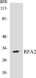 RFA2 Colorimetric Cell-Based ELISA Kit