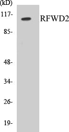 RFWD2 Colorimetric Cell-Based ELISA Kit