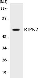 RIPK2 Colorimetric Cell-Based ELISA Kit