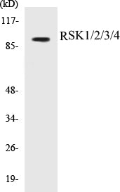 RSK1/2/3/4 Colorimetric Cell-Based ELISA Kit