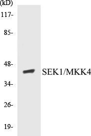 SEK1/MKK4 Colorimetric Cell-Based ELISA Kit