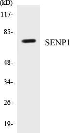 SENP1 Colorimetric Cell-Based ELISA Kit