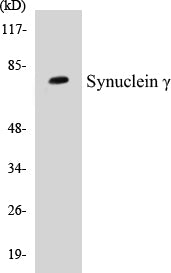 SENP2 Colorimetric Cell-Based ELISA Kit