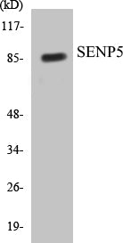 SENP5 Colorimetric Cell-Based ELISA Kit