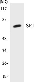 SF1 Colorimetric Cell-Based ELISA Kit