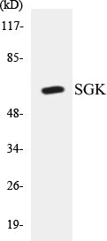 SGK Colorimetric Cell-Based ELISA Kit