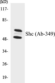 Shc (Ab-349) Colorimetric Cell-Based ELISA Kit