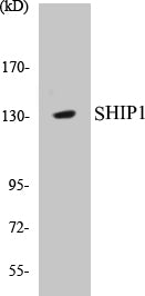 SHIP1 Colorimetric Cell-Based ELISA Kit