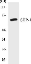 SHP-1 Colorimetric Cell-Based ELISA Kit