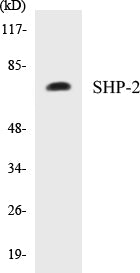 SHP-2 Colorimetric Cell-Based ELISA Kit