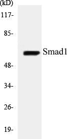 Smad1 Colorimetric Cell-Based ELISA Kit