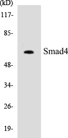 Smad4 Colorimetric Cell-Based ELISA Kit