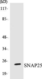 SNAP25 Colorimetric Cell-Based ELISA Kit