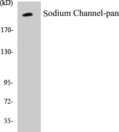 Sodium Channel-pan Colorimetric Cell-Based ELISA Kit