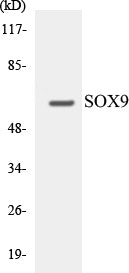 SOX9 Colorimetric Cell-Based ELISA Kit