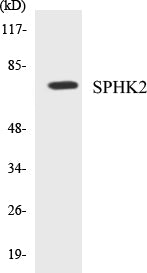 SPHK2 Colorimetric Cell-Based ELISA Kit