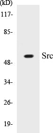 Src Colorimetric Cell-Based ELISA Kit