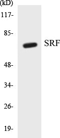 SRF Colorimetric Cell-Based ELISA Kit