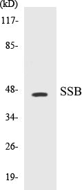 SSB Colorimetric Cell-Based ELISA Kit