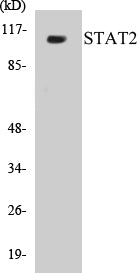 STAT2 Colorimetric Cell-Based ELISA Kit