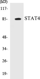 STAT4 Colorimetric Cell-Based ELISA Kit