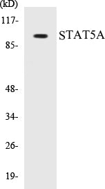 STAT5A Colorimetric Cell-Based ELISA Kit