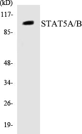 STAT5A/B Colorimetric Cell-Based ELISA Kit