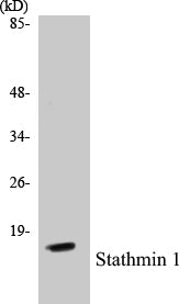 Stathmin 1 Colorimetric Cell-Based ELISA Kit
