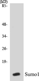 Sumo1 Colorimetric Cell-Based ELISA Kit