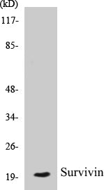 Survivin Colorimetric Cell-Based ELISA Kit