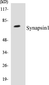 Synapsin1 Colorimetric Cell-Based ELISA Kit
