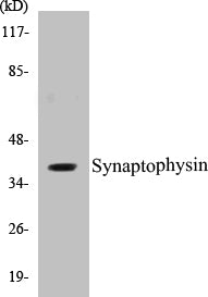 Synaptophysin Colorimetric Cell-Based ELISA Kit