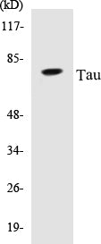 Tau Colorimetric Cell-Based ELISA Kit
