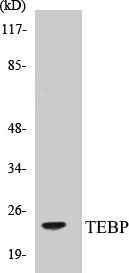 TEBP Colorimetric Cell-Based ELISA Kit
