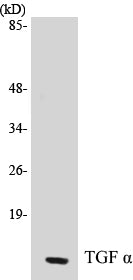 TGF alpha Colorimetric Cell-Based ELISA Kit