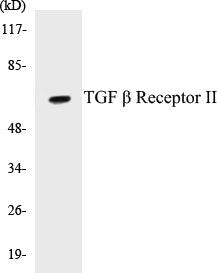 TGF beta Receptor II Colorimetric Cell-Based ELISA Kit