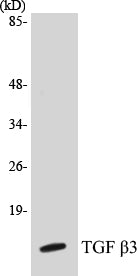 TGF beta3 Colorimetric Cell-Based ELISA Kit
