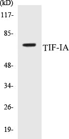 TIF-IA Colorimetric Cell-Based ELISA Kit