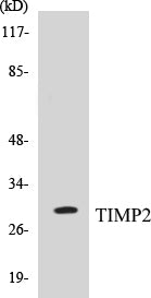 TIMP2 Colorimetric Cell-Based ELISA Kit