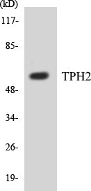 TPH2 Colorimetric Cell-Based ELISA Kit