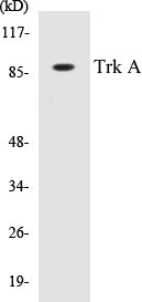 Trk A Colorimetric Cell-Based ELISA Kit