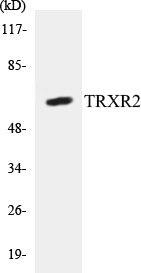 TRXR2 Colorimetric Cell-Based ELISA Kit
