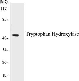 Tryptophan Hydroxylase Colorimetric Cell-Based ELISA Kit