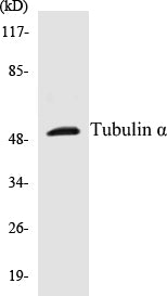 Tubulin alpha Colorimetric Cell-Based ELISA Kit