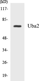 Uba2 Colorimetric Cell-Based ELISA Kit
