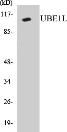 UBE1L Colorimetric Cell-Based ELISA Kit