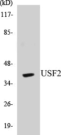 USF2 Colorimetric Cell-Based ELISA Kit