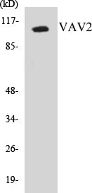 VAV2 Colorimetric Cell-Based ELISA Kit