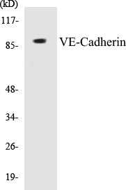 VE-Cadherin Colorimetric Cell-Based ELISA Kit